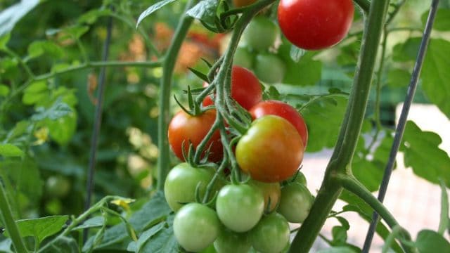 cara menanam tomat di pot