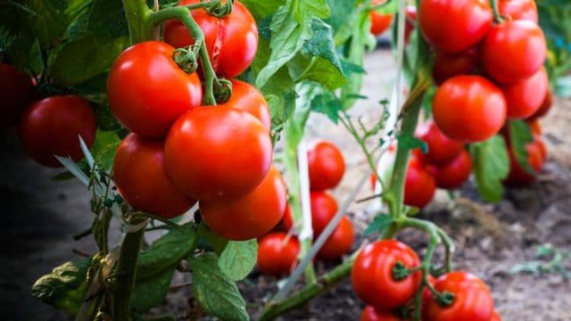 pemupukan pada tanaman tomat