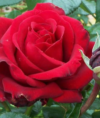 hama dan penyakit pada bunga mawar