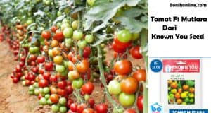 tomat f1 mutiara